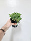 Fittonia albivenis 'White' Nerve Plant 4"