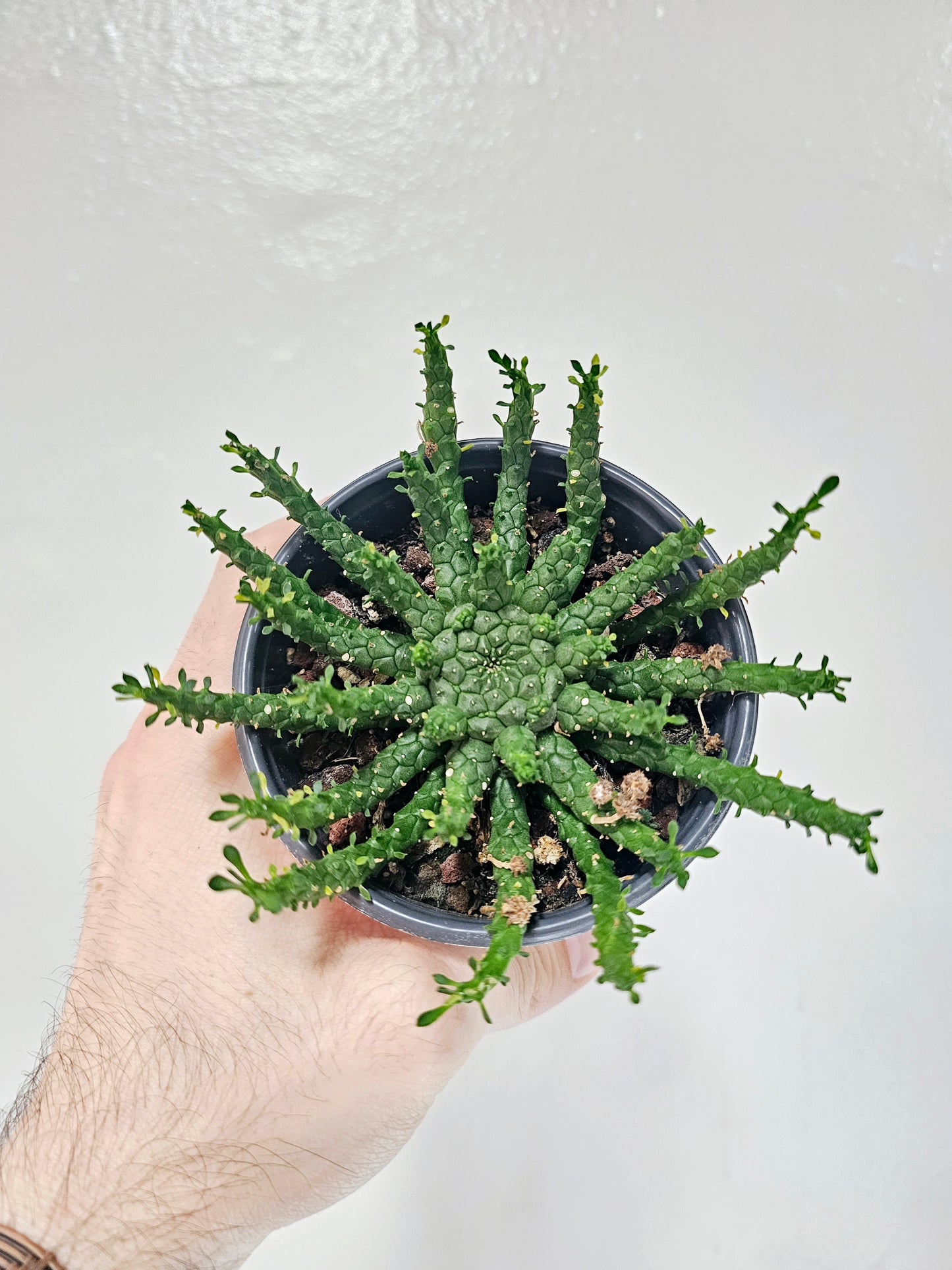 Euphorbia Flanaganii Medusa Head Cactus 4"