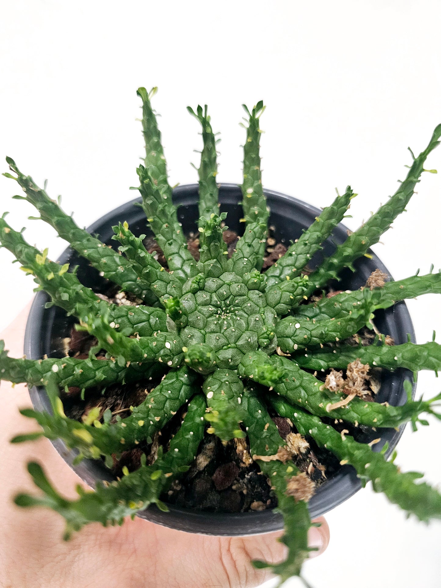 Euphorbia Flanaganii Medusa Head Cactus 4"
