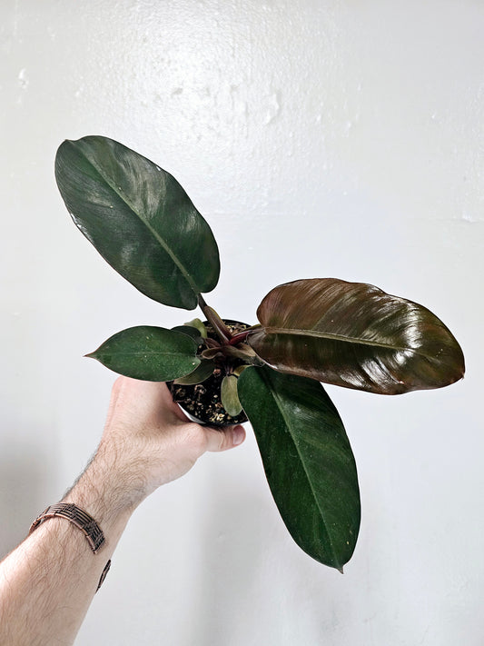 Philodendron Black Cardinal 4"