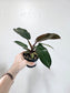 Philodendron Black Cardinal 4"