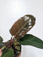 Philodendron Black Cardinal 4"