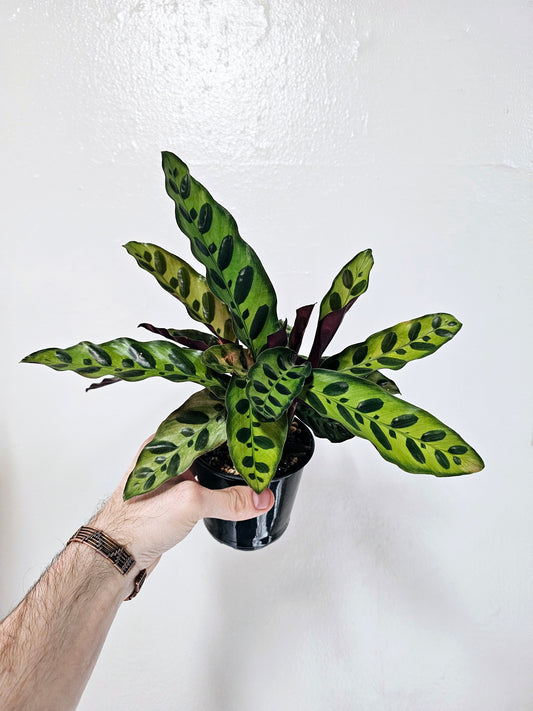 Goeppertia Insignis Rattlesnake Plant 4"