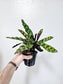Goeppertia Insignis Rattlesnake Plant 4"
