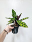 Goeppertia Insignis Rattlesnake Plant 4"