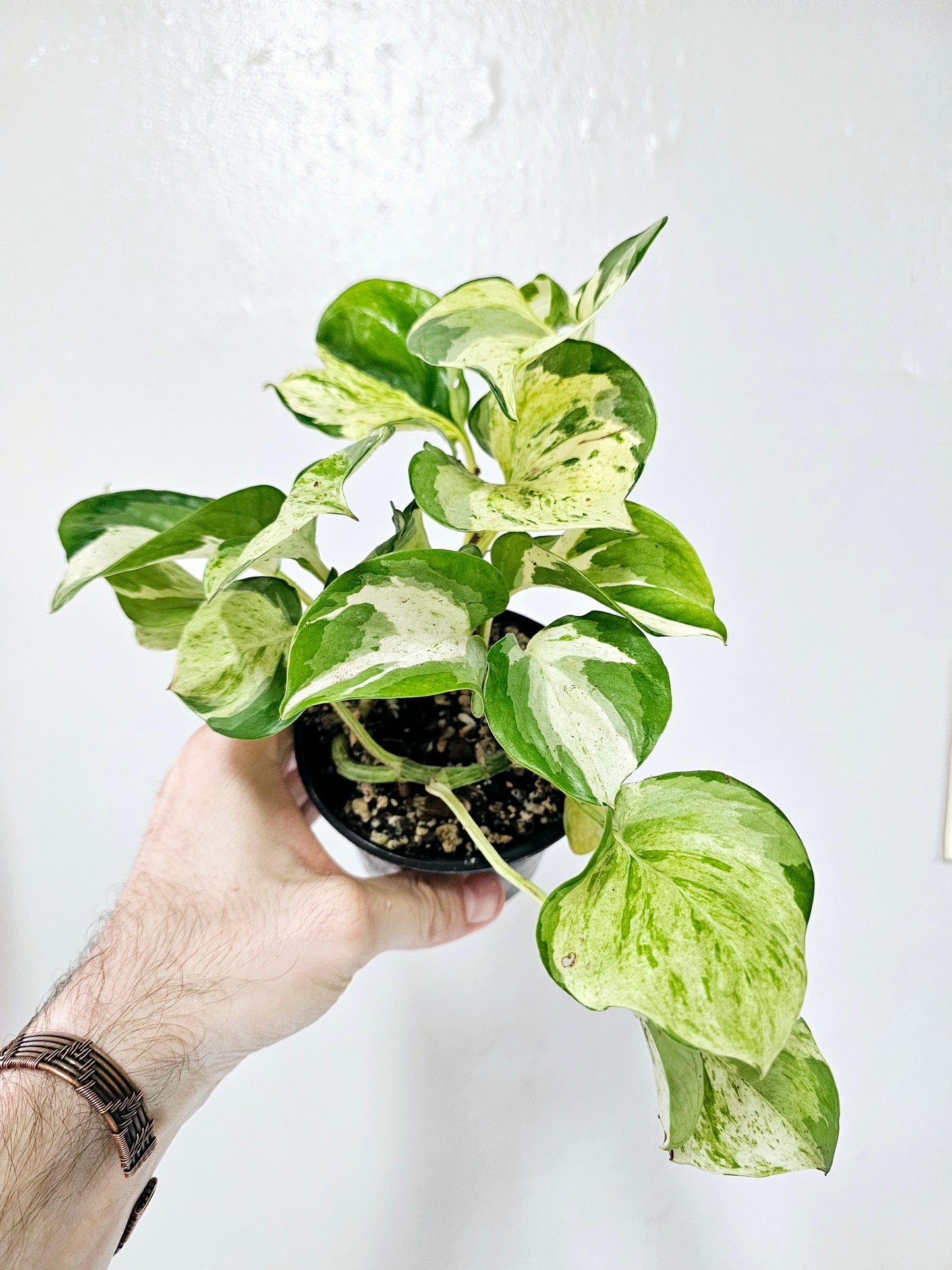 Epipremnum aureum 'Manjula' Pothos 4"