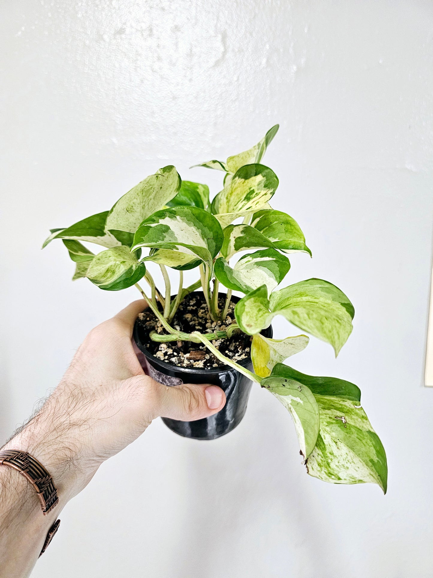 Epipremnum aureum 'Manjula' Pothos 4"