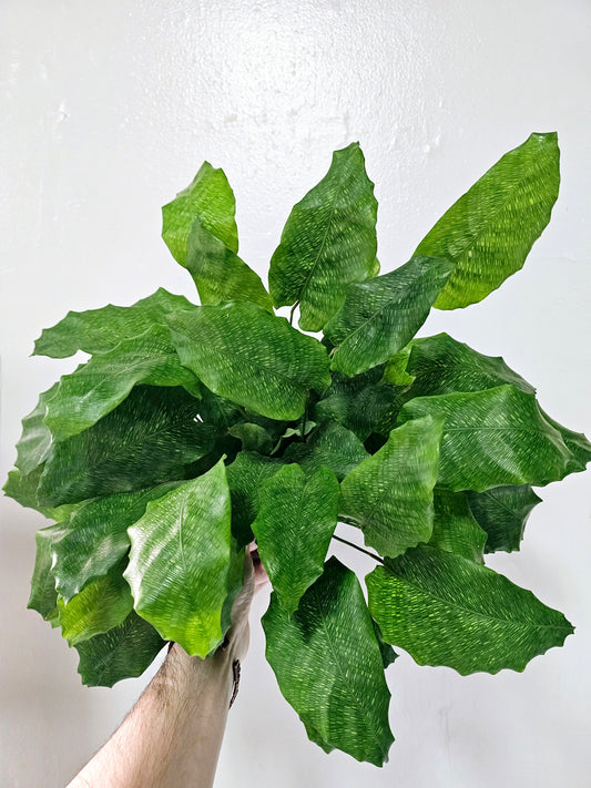 Calathea Musaica Network 6"