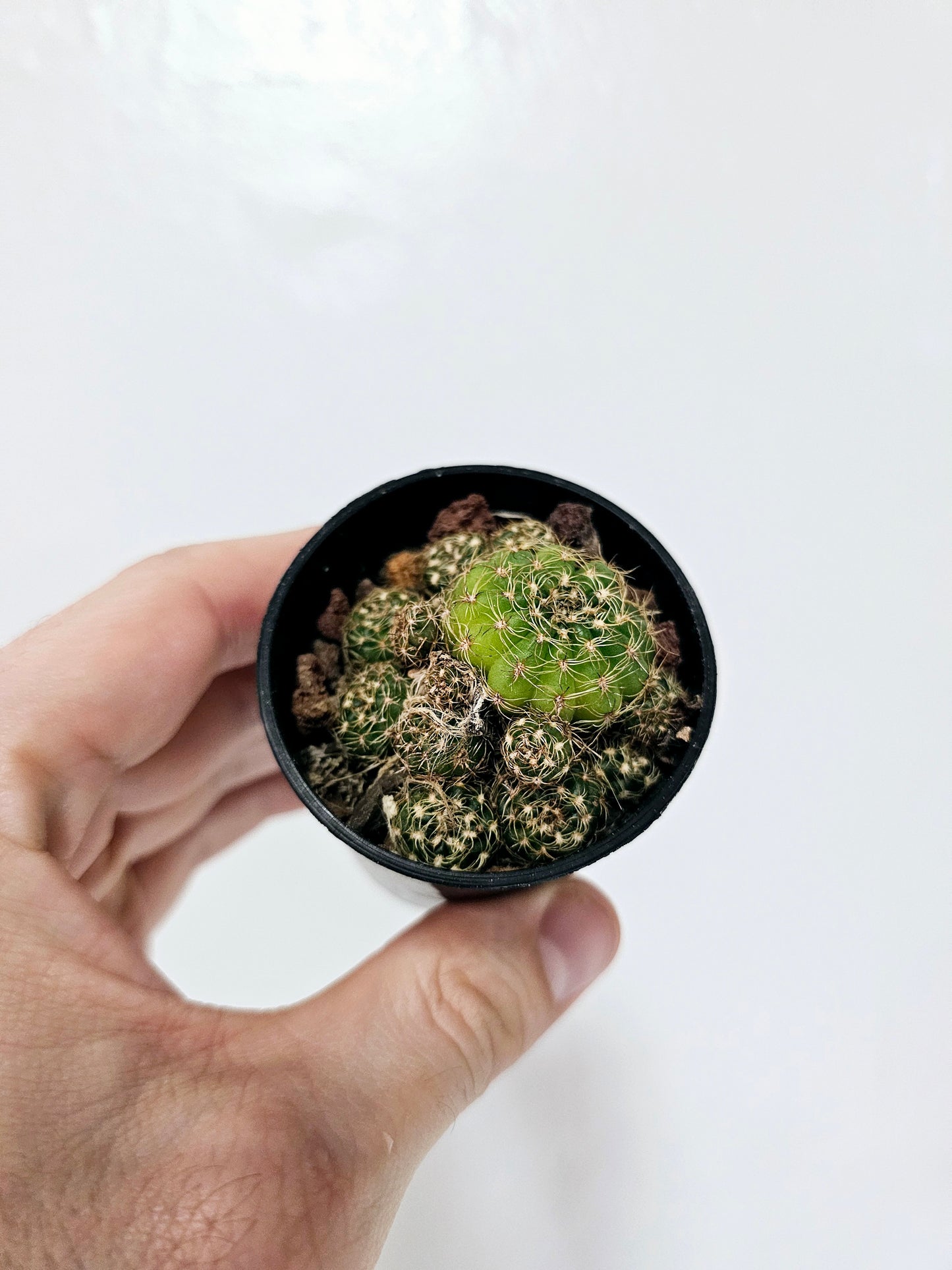 Rebutia Cactus 2.5"