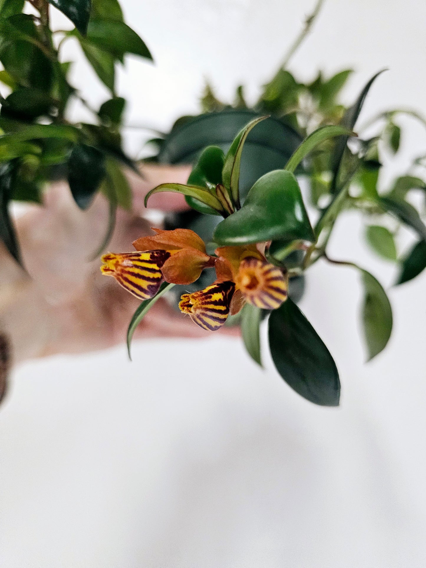 Nematanthus Tropicana Goldfish Plant 4"