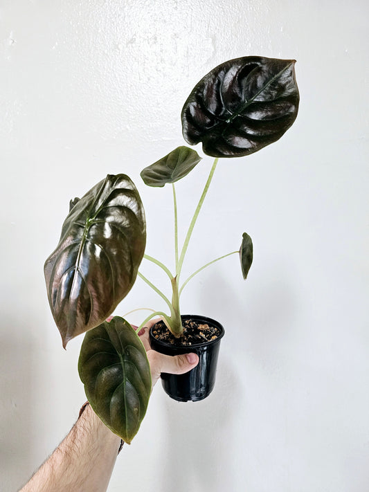 Alocasia cuprea 4"