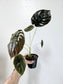 Alocasia cuprea 4"