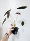 Alocasia cuprea 4"