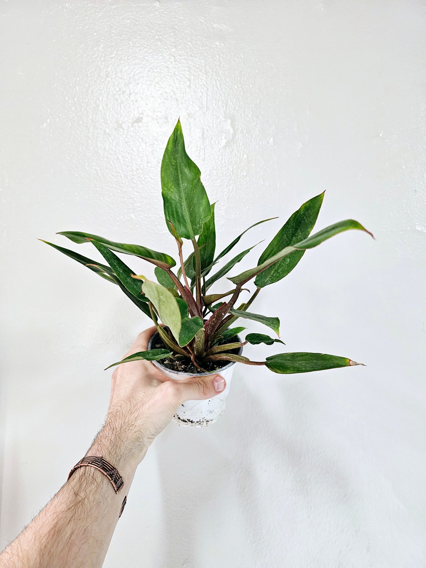 Philodendron Red Empress 4"