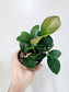 Hoya Australis 4"