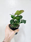 Hoya Australis 4"