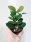 Hoya Australis 4"