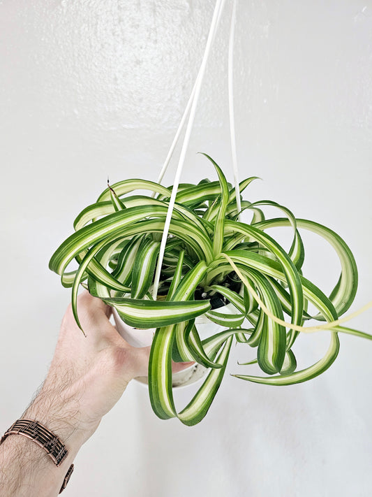 Curly Variegated Bonnie Spider Plant 4.5" HB
