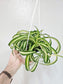 Curly Variegated Bonnie Spider Plant 4.5" HB