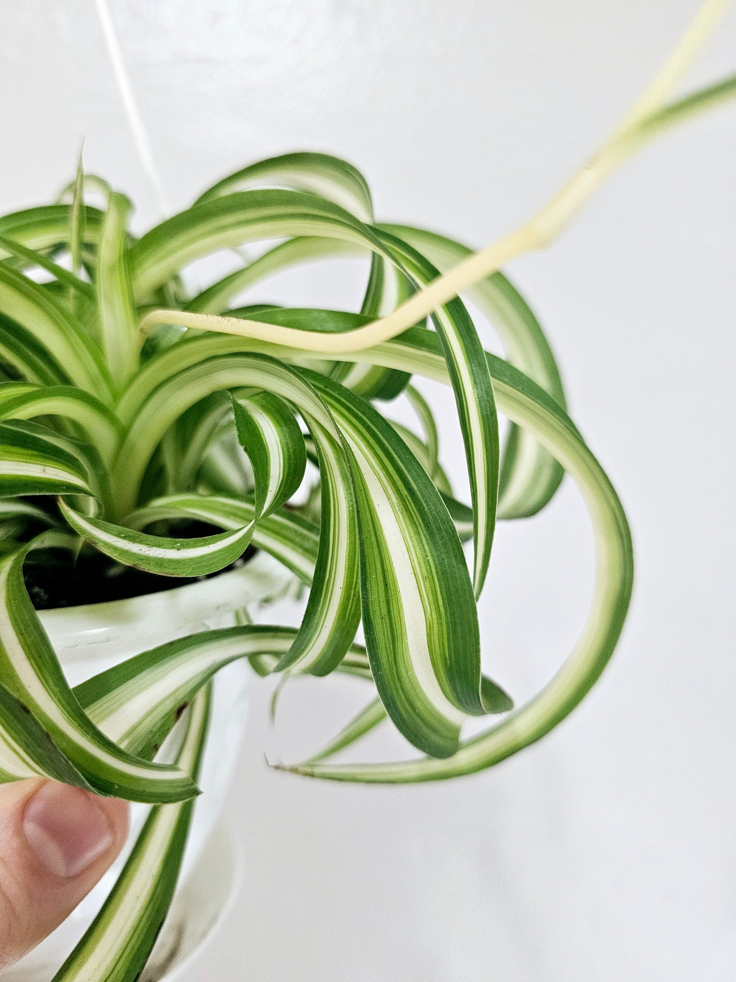 Curly Variegated Bonnie Spider Plant 4.5" HB