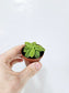 Pinguicula primuliflora "Butterwort" "Ping" 2"