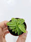 Pinguicula primuliflora "Butterwort" "Ping" 2"