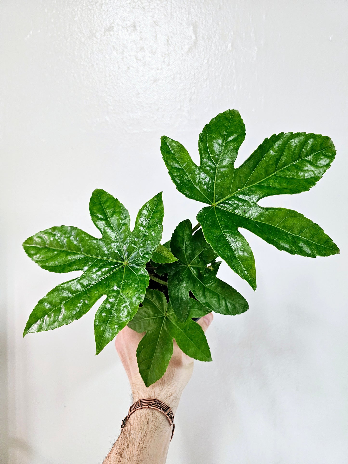 Fatsia Japonica Treestar Plant 4"