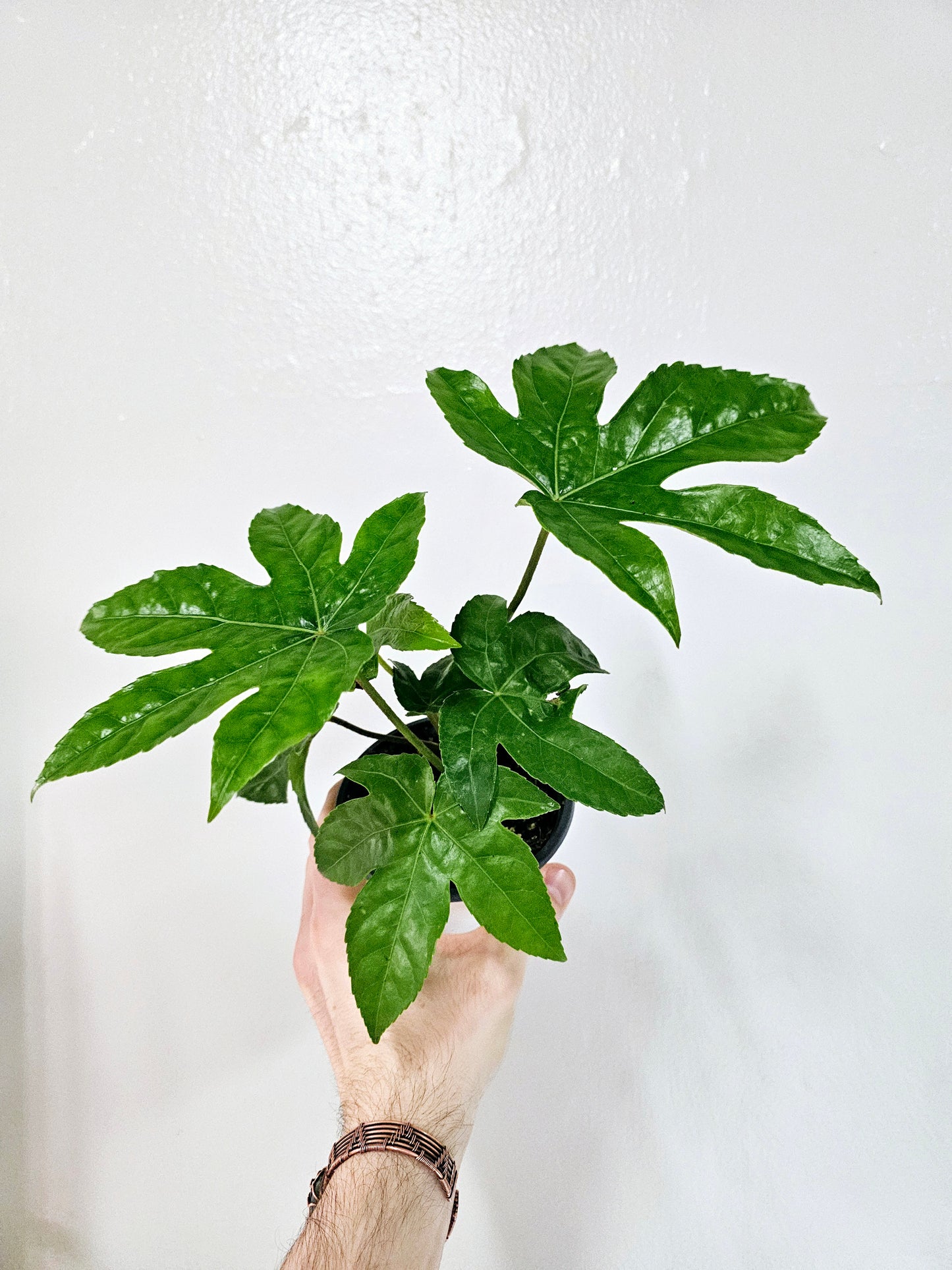 Fatsia Japonica Treestar Plant 4"