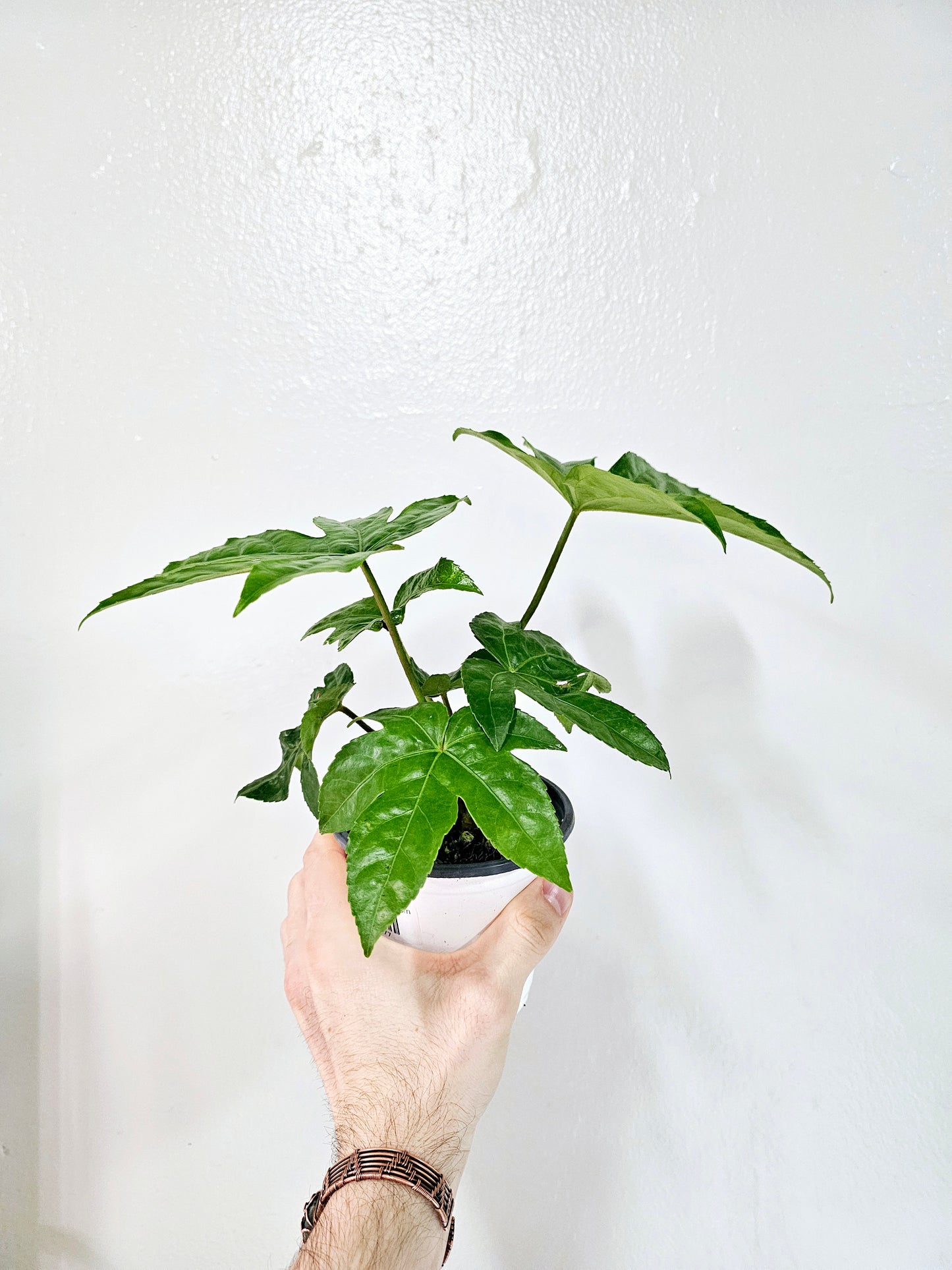 Fatsia Japonica Treestar Plant 4"