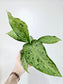 Dieffenbachia memoria corsii 'Snow' 4"