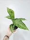 Dieffenbachia memoria corsii 'Snow' 4"