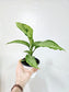 Dieffenbachia memoria corsii 'Snow' 4"