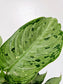 Dieffenbachia memoria corsii 'Snow' 4"