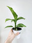 Dieffenbachia memoria corsii 'Snow' 4"