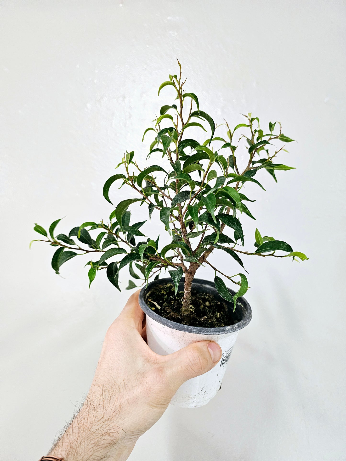 Ficus Benjamina Too Little 4"