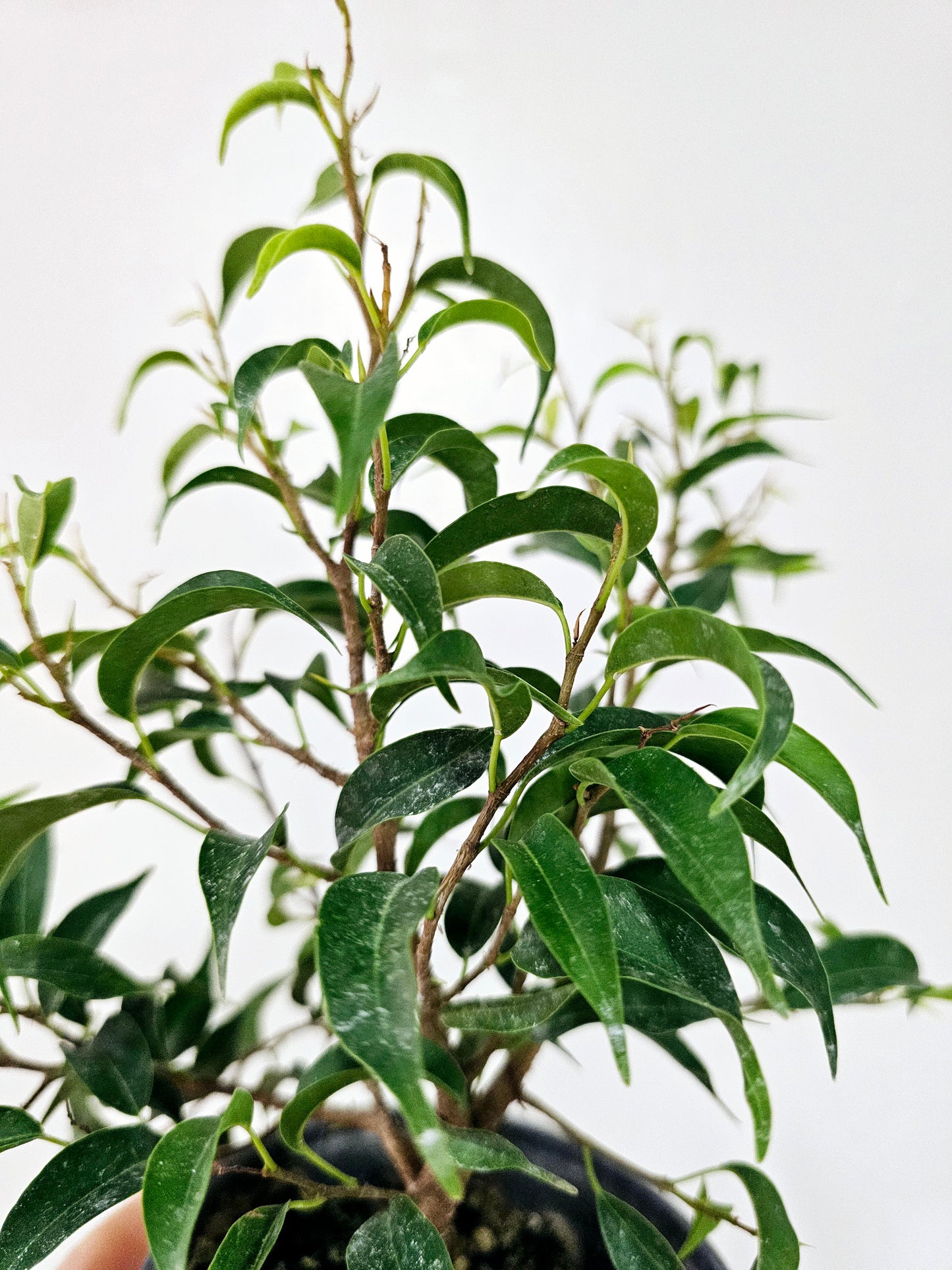 Ficus Benjamina Too Little 4"