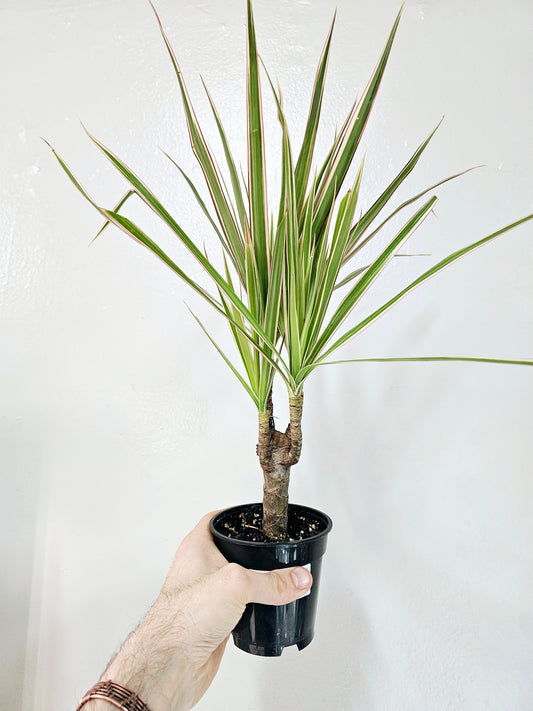 Dracaena Marginata Red Margined 4"