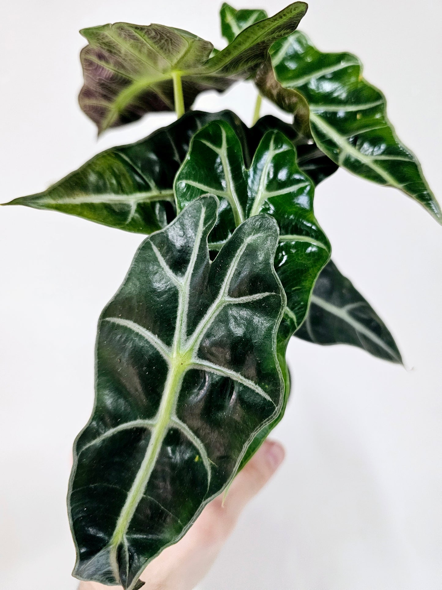 Alocasia Polly 4"