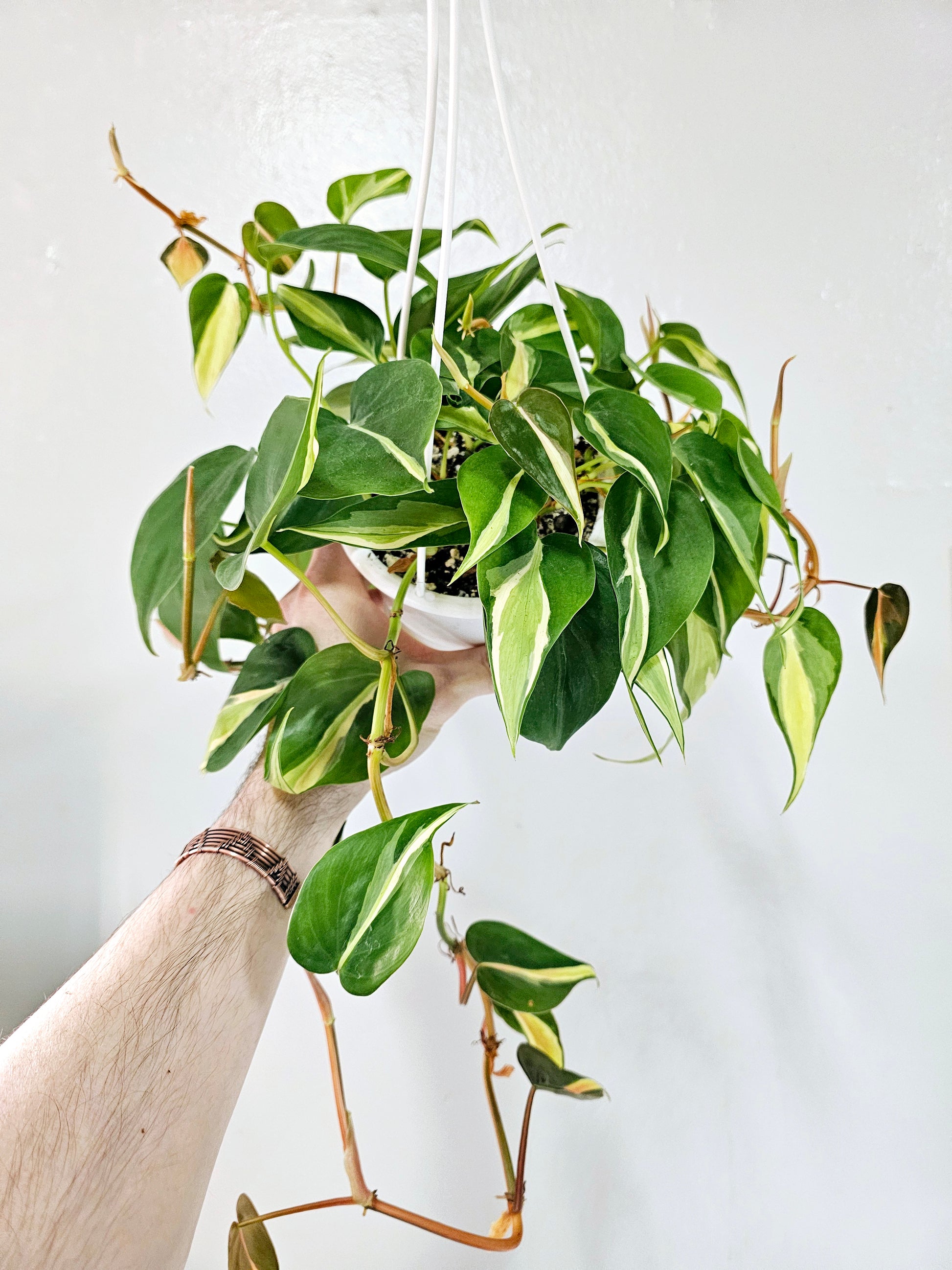 philodendron hederaceum silver stripe Philodendron Hederaceum Silver Stripe 4.5" HB – Quartz Botanicals