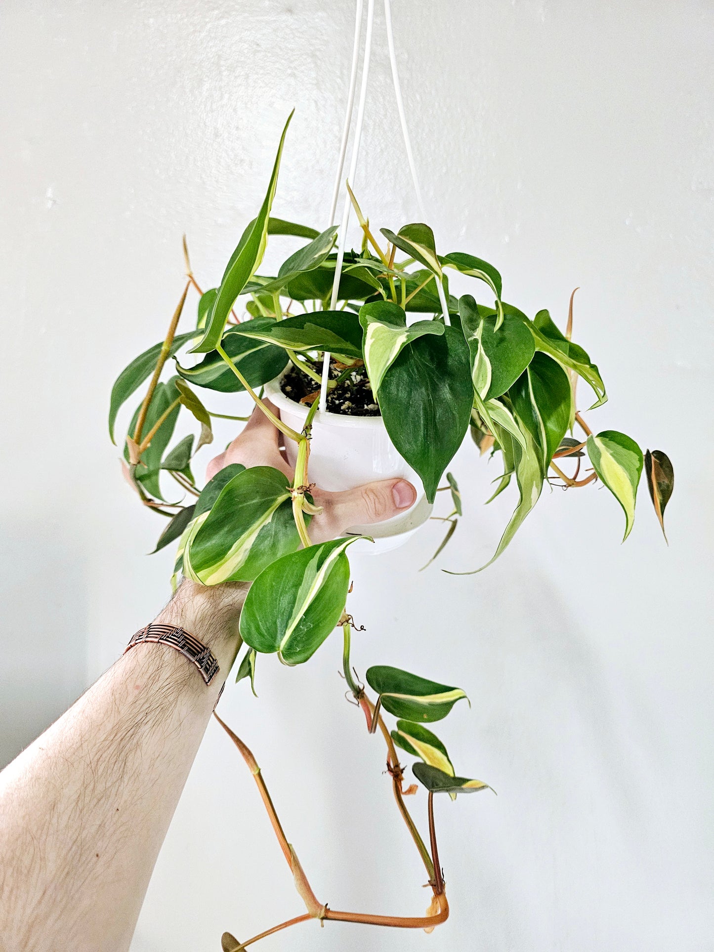 Philodendron Hederaceum Silver Stripe 4.5" HB