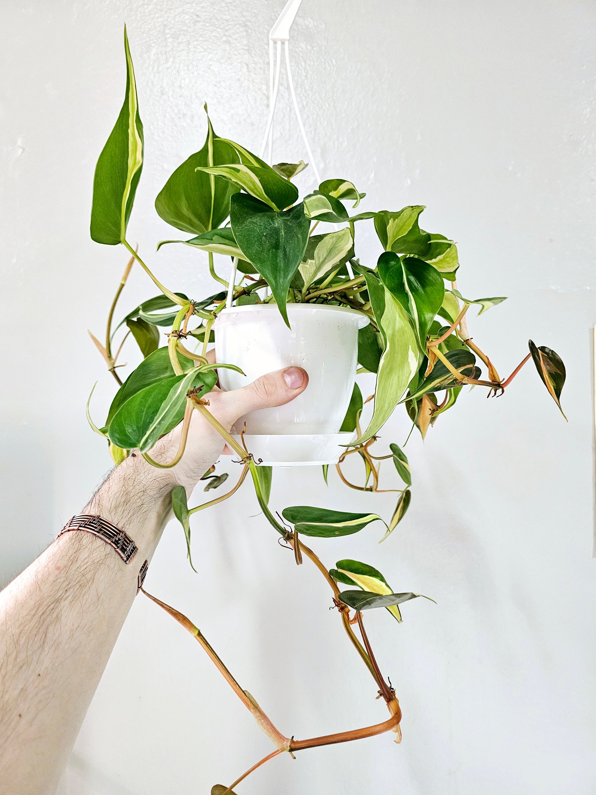 philodendron hb Philodendron Hederaceum Silver Stripe 4.5" HB – Quartz Botanicals