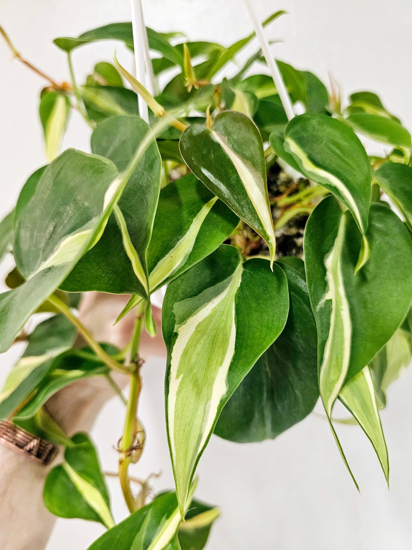 Philodendron Hederaceum Silver Stripe 4.5" HB