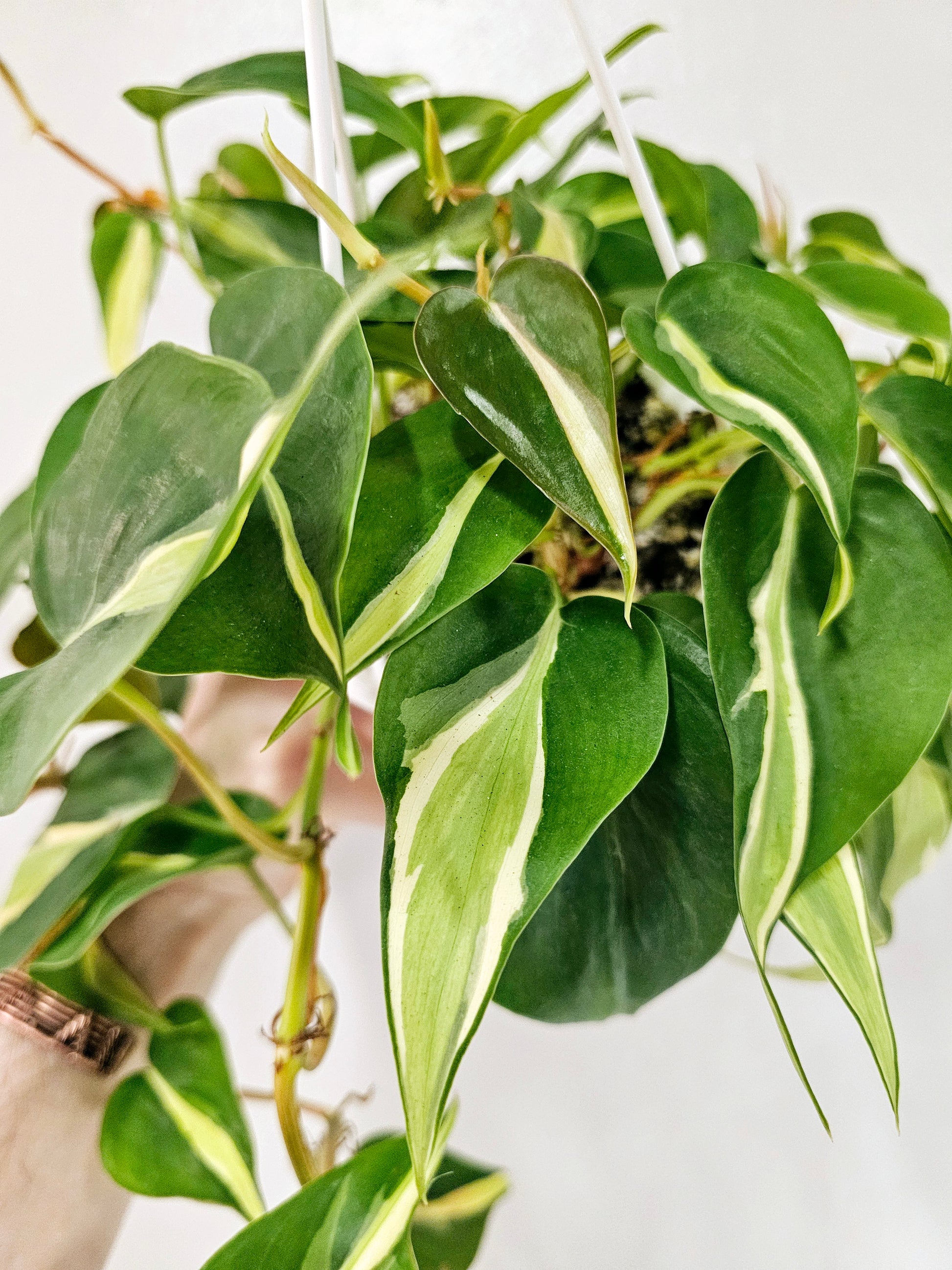 philodendron hb Philodendron Hederaceum Silver Stripe 4.5" HB – Quartz Botanicals