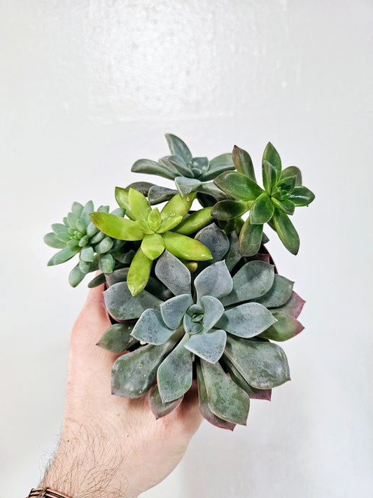 Succulent Combo Garden 4"