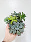 Succulent Combo Garden 4"