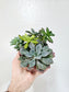 Succulent Combo Garden 4"