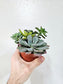 Succulent Combo Garden 4"