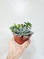 Succulent Combo Garden 4"