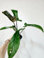 Philodendron 'Florida Bronze' 4"