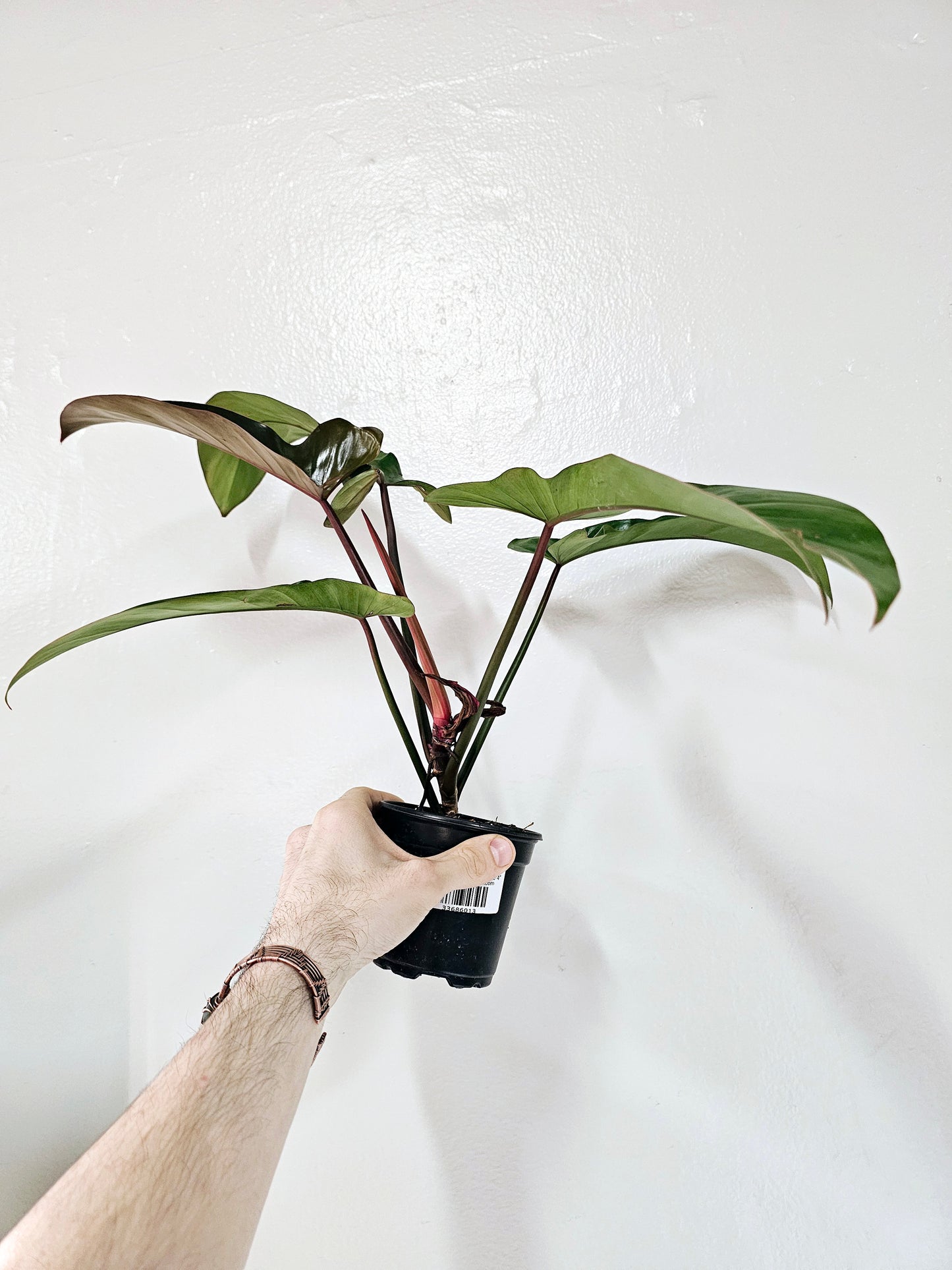 Philodendron 'Florida Bronze' 4"